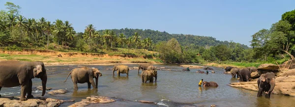 Gran manada de elefantes, elefantes asiáticos nadando jugando y bañándose — Foto de Stock