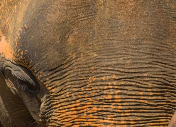 Huidtextuur van een grote Aziatische olifant — Stockfoto