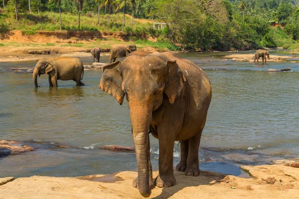 Orfanato de elefantes, Sri lanka paisaje de la selva — Foto de Stock