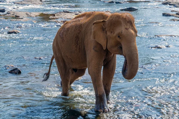 De tropische zomer Azië olifanten in rivier Ceylon, Sri Lanka — Stockfoto