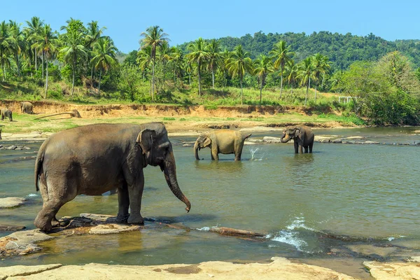 Elefante atracción río manantial — Foto de Stock