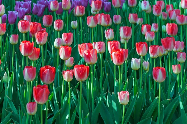 Champ de tulipes Printemps jardin fleuri, fond nature . — Photo