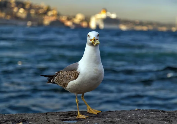 Sea gull stojícího na molu beach, Racek bílý pták Bosphoru — Stock fotografie