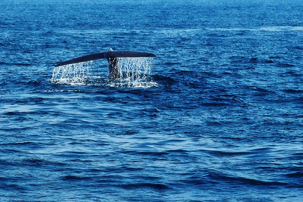Paisaje marino con agua salpicada de ballenas jorobadas de cola — Foto de Stock