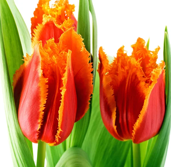 Colorful tulips spring flowers isolated on white background Stock Photo