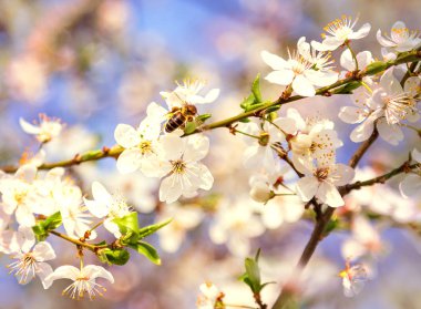 Bahar sahneleri de dahil olmak üzere, çiçek açan çiçekler, kiraz çiçekleri
