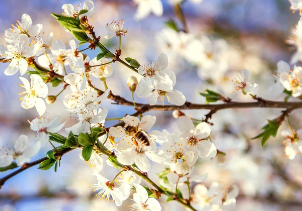 Honey bee flying to the White blooming flowers — Stock Photo, Image