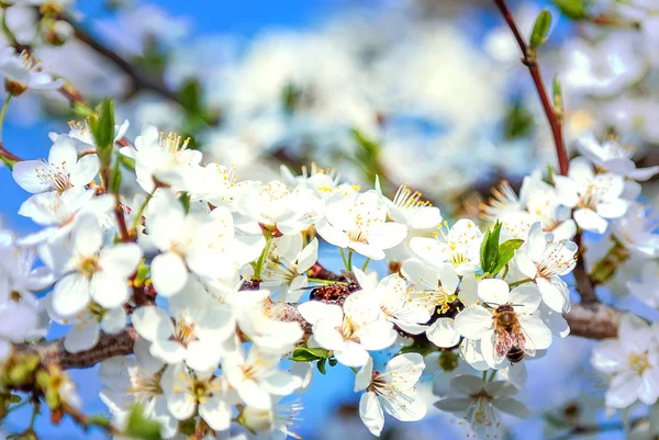 白い花が咲きに飛ぶミツバチ — ストック写真