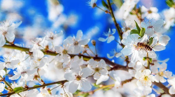 Spring scenes, including blooming flowers, cherry blossoms — Stock Photo, Image