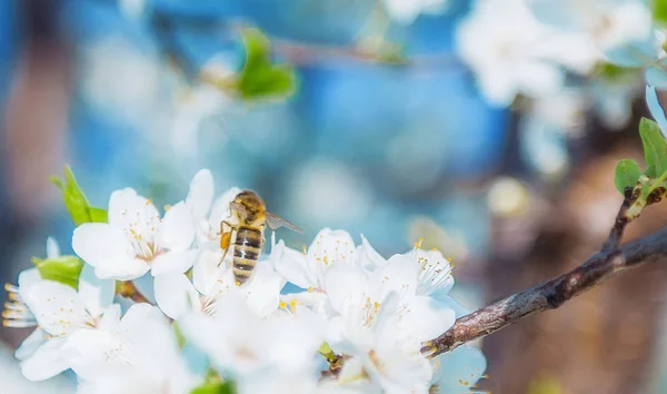 Frühlingsszenen, einschließlich blühender Blumen, Kirschblüten — Stockfoto