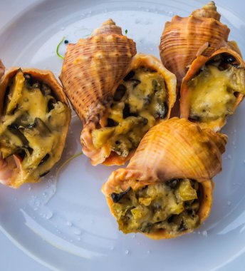 Jülyen kâseleri Rapana yumuşakçaları deniz kabukları