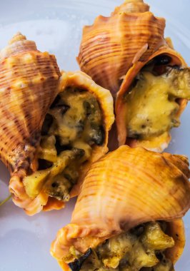 Julienne Rapana yumuşakçaları Deniz kabukları