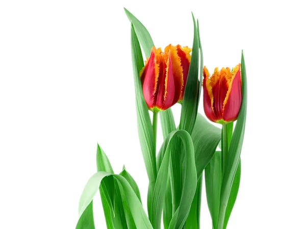 Tulips isolated on white background Stock Photo