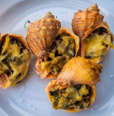 Jülyen kâseleri Rapana yumuşakçaları deniz kabukları