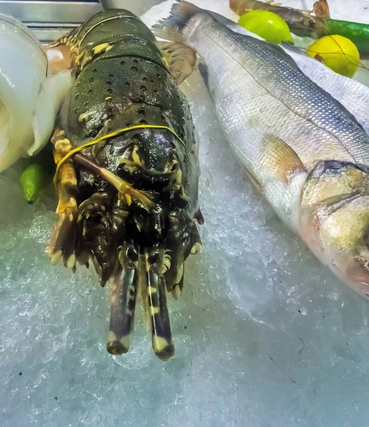 Mercado de peixe de gelo de lagosta omar bruto — Fotografia de Stock