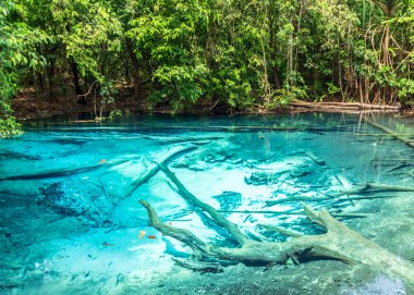 Zümrüt mavisi havuz (Sra Morakot) Krabi Tayland.