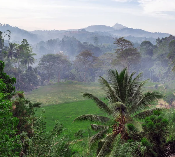 Туман ранковий тропічний ліс Джунглі фон — стокове фото