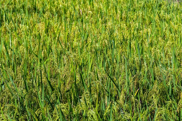 Rýže farma zelená Paddy Pole ekologické asijské — Stock fotografie