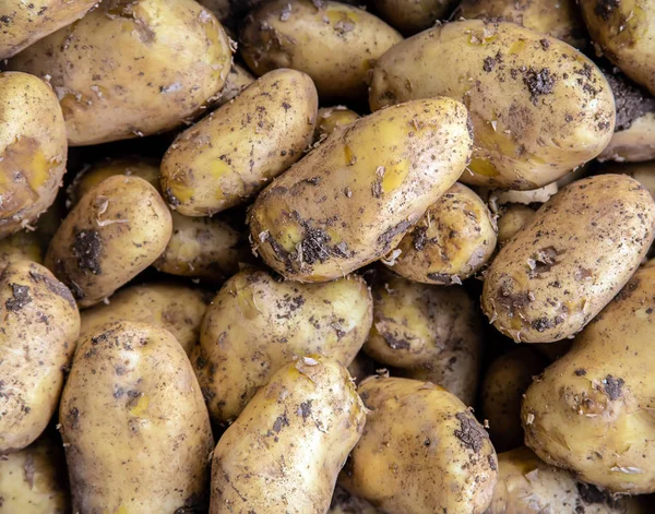Kartoffel-Hintergrund — Stockfoto