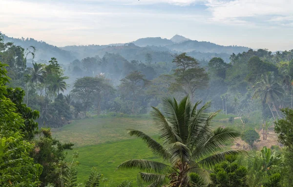 Mlhavý ranní deštný prales džungle — Stock fotografie