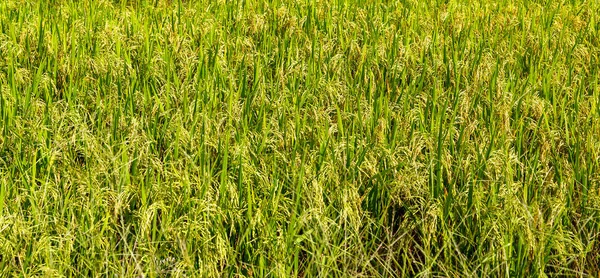 Rice farm green Paddy Fields Bali, Indonesia — Stock Photo, Image