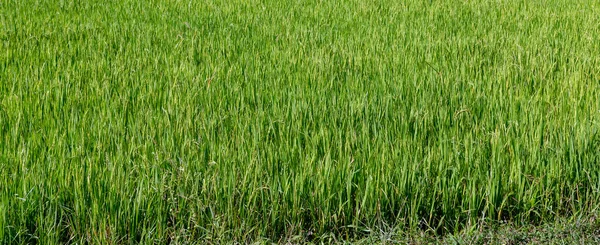 Rýže farma zelená Paddy Fields Vietnam — Stock fotografie