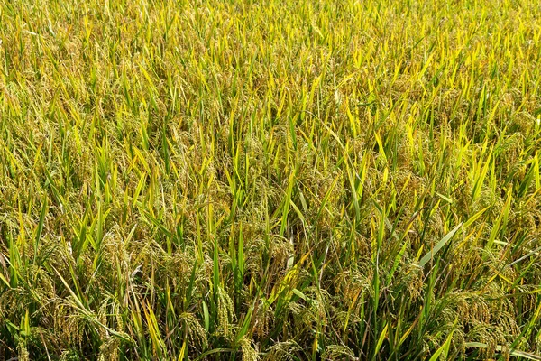 Ear rice field close up background — Stock Photo, Image