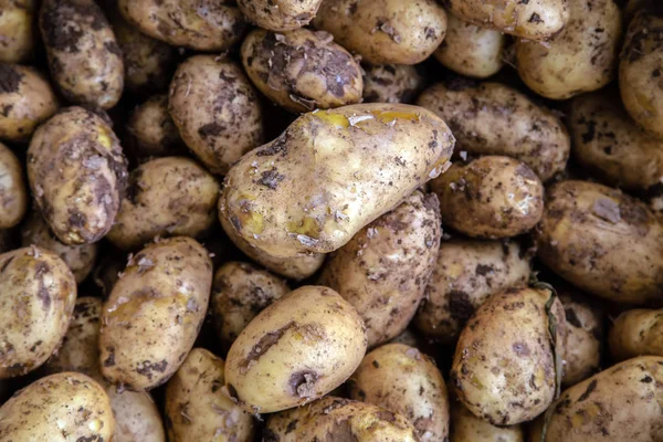 Potato organic background — Stock Photo, Image