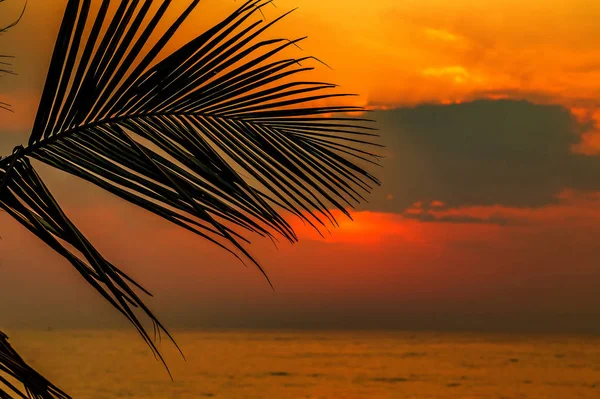 日落或日出时的棕榈滩 — 图库照片