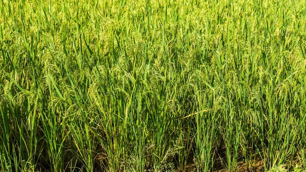 Zelené rýžové pole Paddy Vietnam — Stock fotografie