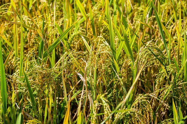 Campo de arroz de oreja primer plano fondo —  Fotos de Stock