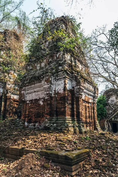 Деревянные корни больших деревьев Храм Прасат Прам разрушает Ко Кер Камбо (Koh Ker Cambo) — стоковое фото