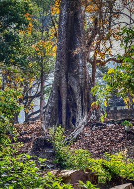 Angkor ne tapınağı Kamboçya harap