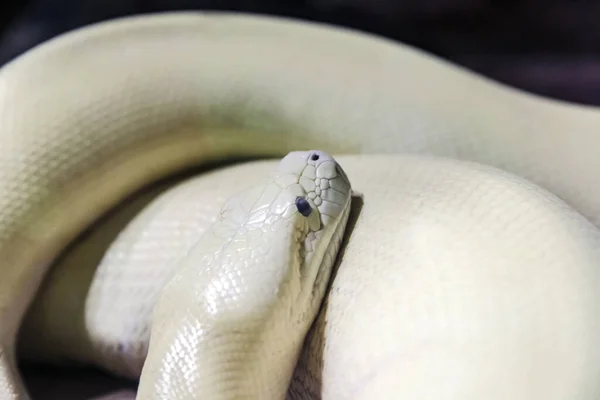 白蟒蛇皮 — 图库照片