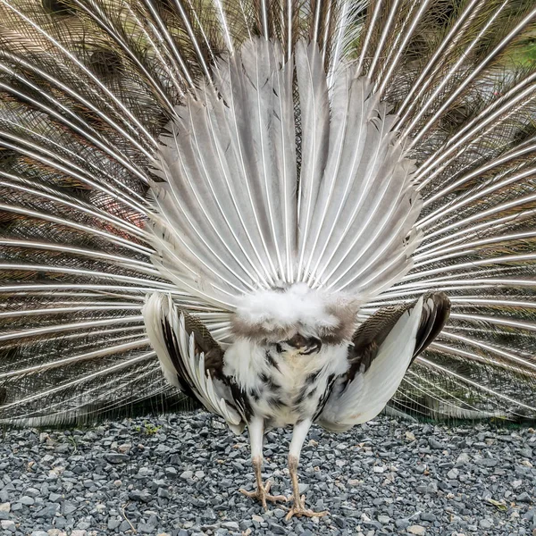 Peacock ass protest dancing portrait hen — Stock Photo, Image