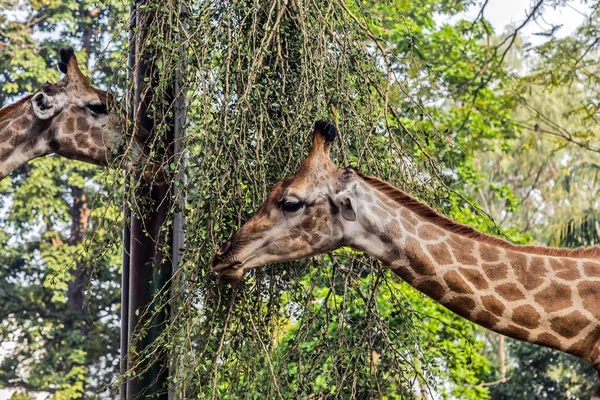 Giraffe Afrikaanse wildlife safari — Stockfoto