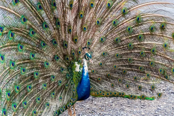 Peacock chicken tail fan — Stock Photo, Image