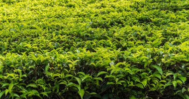 Sri Lanka Peyzaj Nuwara Eliya yeşil tepelerdeki çay tarlaları