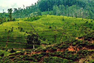 Sri Lanka Peyzaj Nuwara Eliya yeşil tepelerdeki çay tarlaları