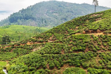 Seylan yeşil çay tarlası manzarası
