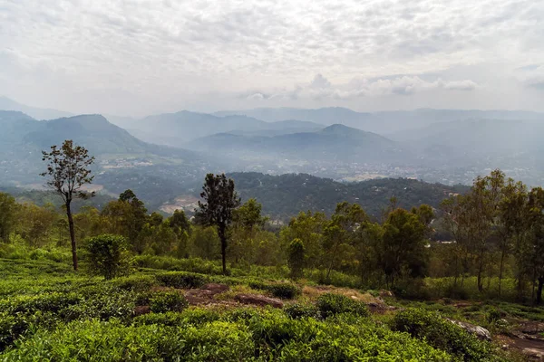 Sri Lanka Nuwara Eliya Chá Vale Das Colinas Verdes — Fotografia de Stock