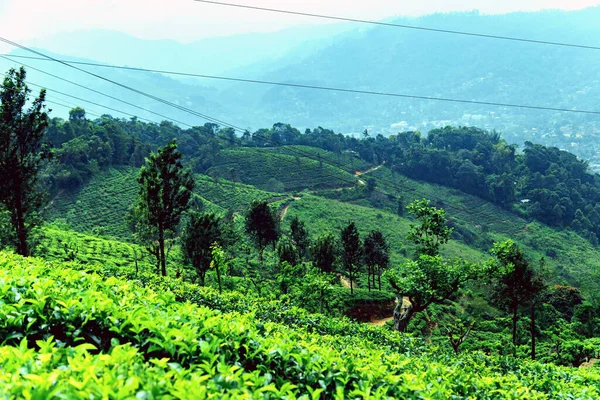 Çay Yeşili Çalılık Sri Lanka Dağları Tea Nuwara Eliya Tepeleri — Stok fotoğraf