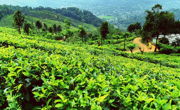 茶树山是斯里兰卡的高地 茶努瓦拉埃莉亚山谷景全景 绿茶芽和新鲜的叶子 斯里兰卡的种植 — 图库照片