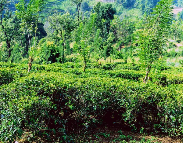 斯里兰卡Nuwara Eliya Tea Green Hills Valley — 图库照片