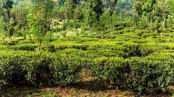 Chá Verde Arbusto Highlands Sri Lanka Chá Nuwara Eliya Colinas — Fotografia de Stock