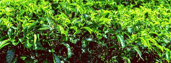 Tea Green Bush Highlands Sri Lanka Tea Nuwara Eliya Hills — Stock Photo, Image