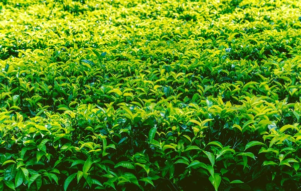 Цейлонская Плантация Зеленого Чая — стоковое фото