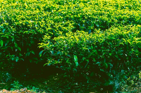 Цейлонская Плантация Зеленого Чая — стоковое фото