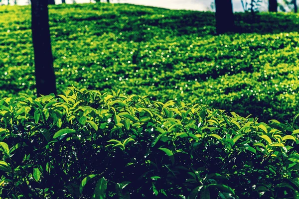 Tea Green Bush Highlands Sri Lanka Tea Nuwara Eliya Hills — Stock Photo, Image