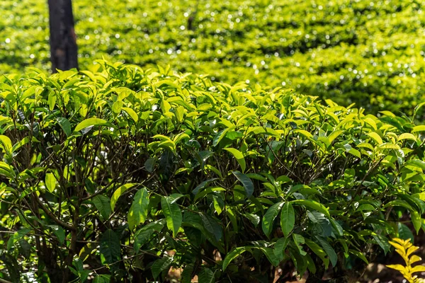 Tea Green Bush Highlands Sri Lanka Tea Nuwara Eliya Hills — Stock Photo, Image